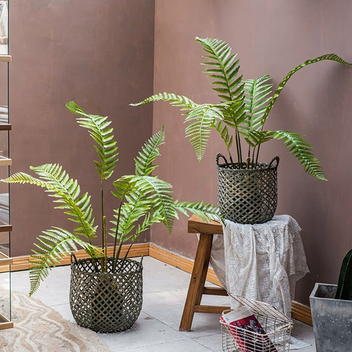 Зеленое растение озеленение декоративное крупно