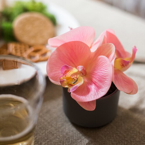 掬涵小型仿真蝴蝶兰仿生植物盆景桌面茶几餐桌摆放装饰摆件礼物 - 图3