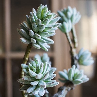 掬涵多肉植物盆景石莲花锦晃星仿真绿植装饰桌面摆件礼物 虎窝淘