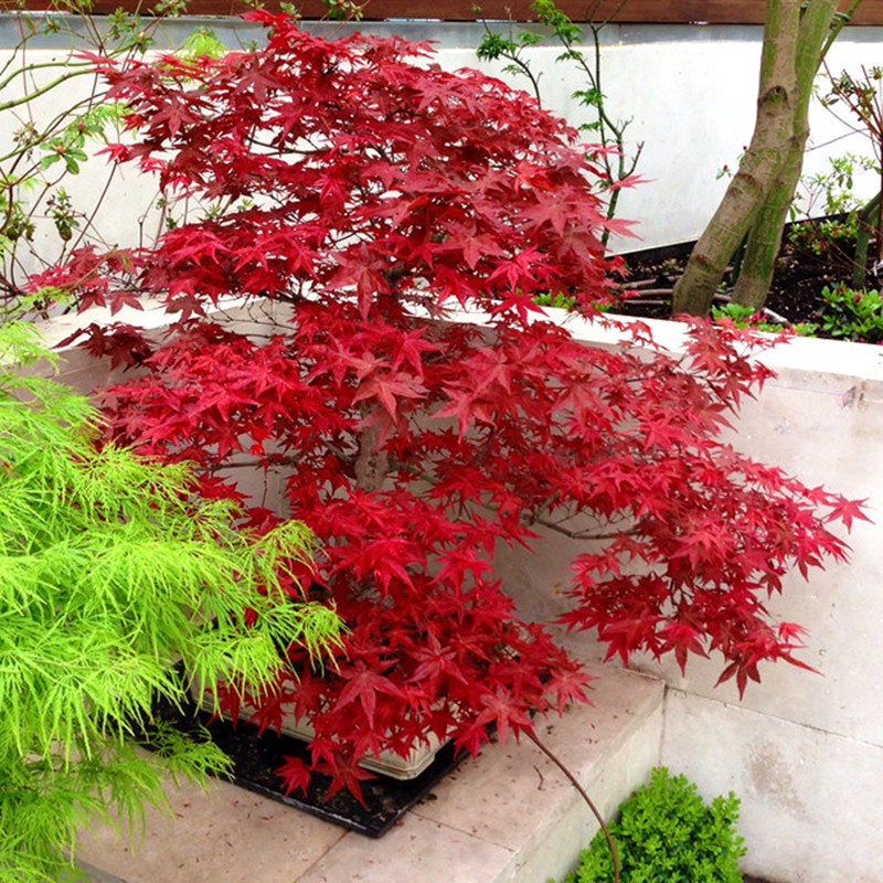 出猩猩 Acer palmatum ‘Deshojo’枫树庭院树景观树盆栽红枫 - 图0