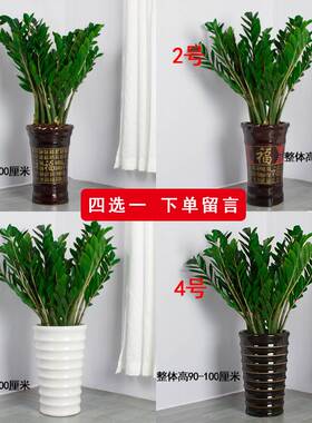 金钱树盆栽植物室内好养客厅