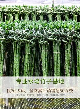带根转运竹水培富贵竹植物开运竹水养客厅弯竹子盆栽招财室内植物