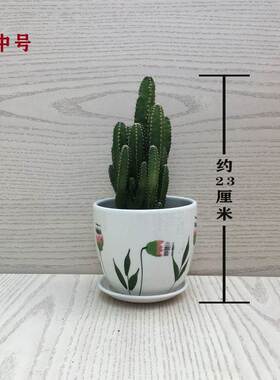 多肉植物万重山绿植客厅