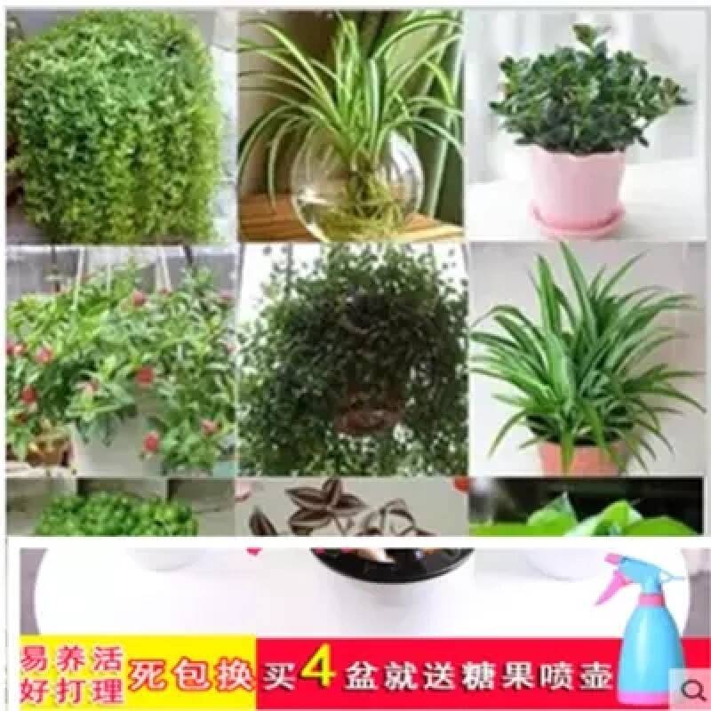 吊兰植物垂吊客厅办公室内吊篮绿植盆栽花卉大全真花阳台金边吊兰 - 图2