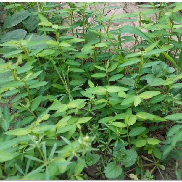 野生来马回草瓜子金水蔓青勒马回二月花惊风草中草药正品今年新货