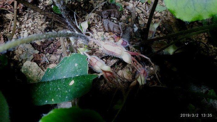 广西原生 稀有岩溶洞穴植物 喜阴花卉盆栽尾花细辛生态缸雨林造景 - 图1