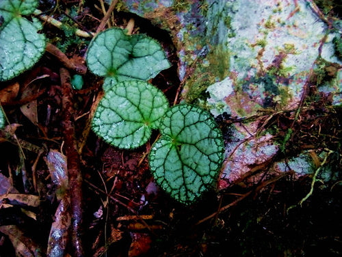 广西原生 秋海棠稀有品种阳台盆栽喜阴花卉植物水陆缸水石绿植 - 图0