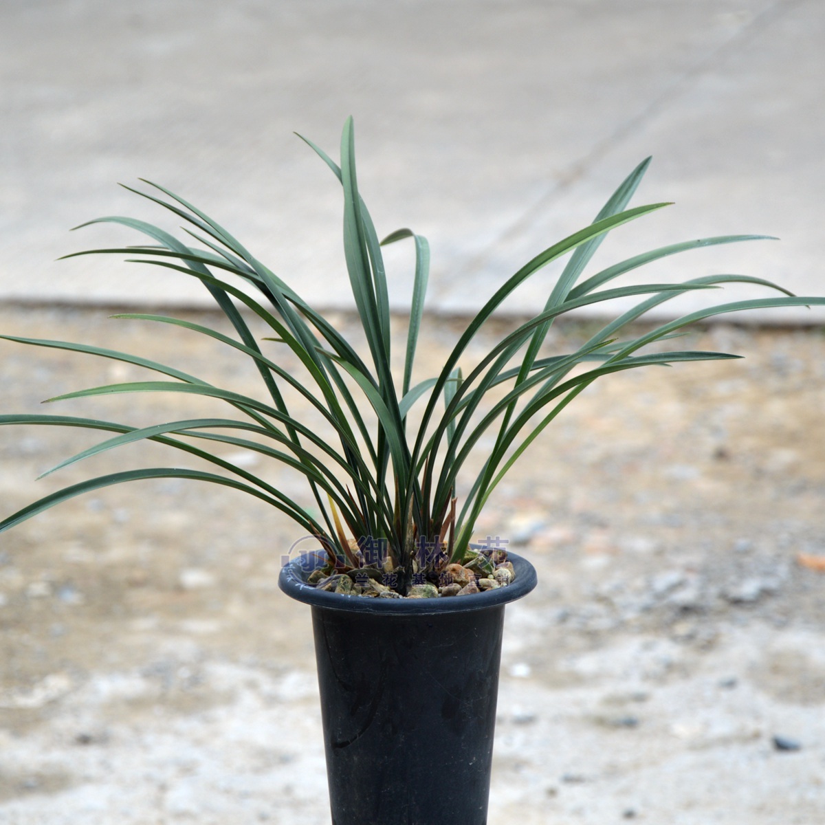 兰花苗国色天香建兰铁骨黄芽植物盆栽花期带花苞包邮正品浓香型-图0