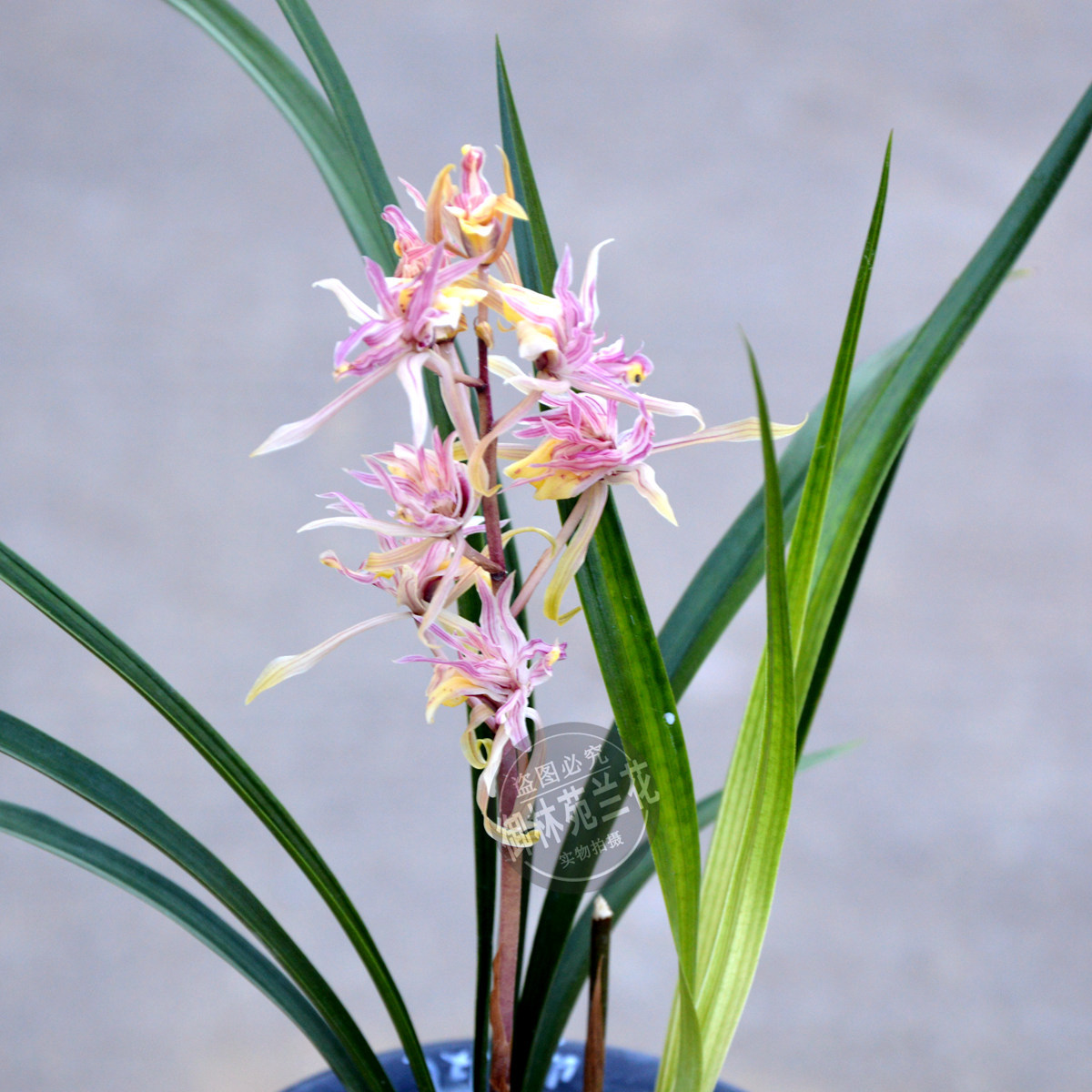 寒兰红凤奇花名贵稀有品种兰花苗冬季带花苞出售包邮浓香型名品兰-图2