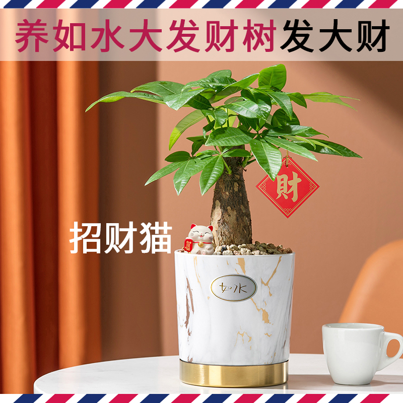 发财树小盆栽办公室客厅好养大绿植室内桌面水培水养自动吸水植物 - 图0