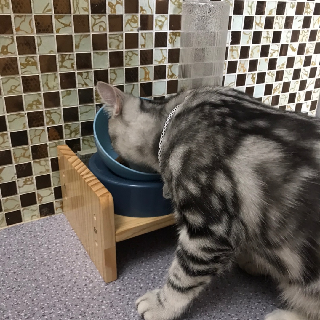 猫碗双碗饭盆陶瓷猫盆猫咪猫粮食盆水碗水盆狗碗餐桌宠物吃饭用品 - 图2