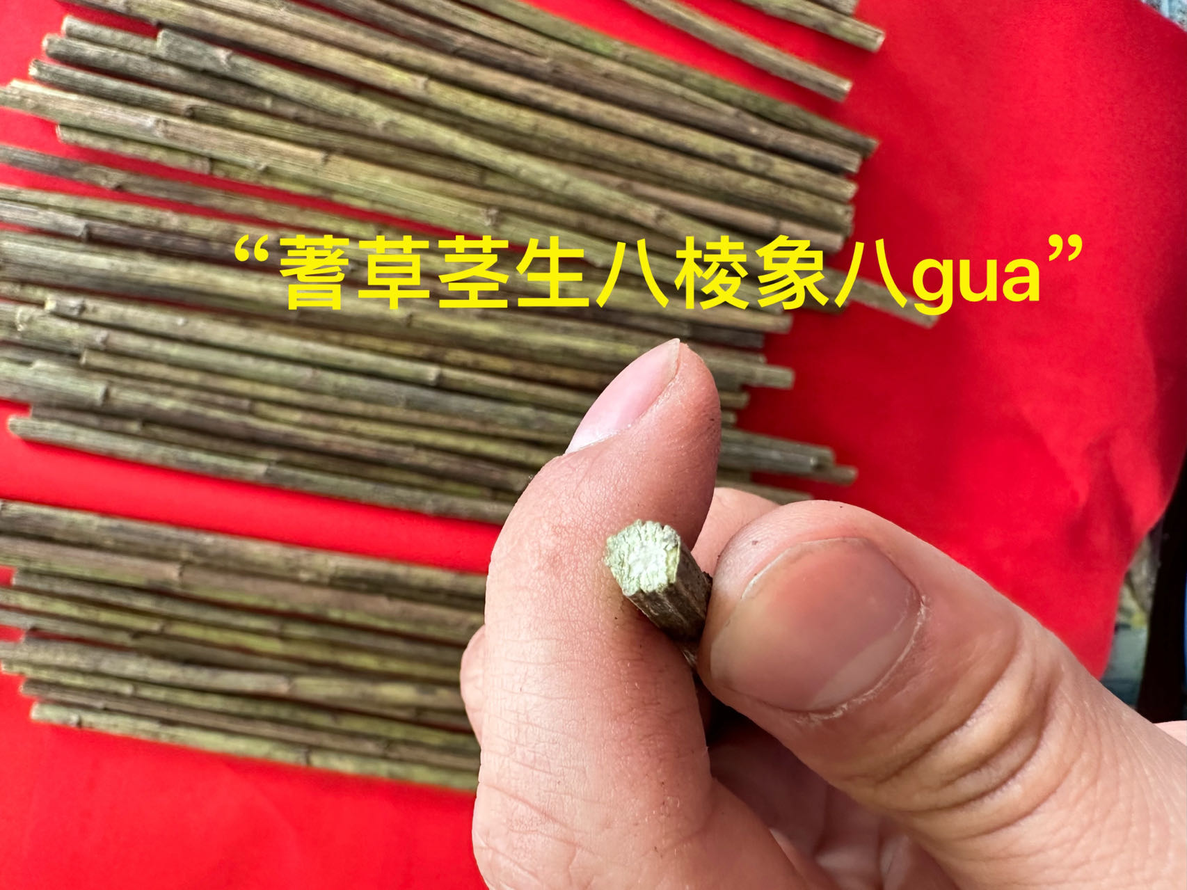 羑里蓍草文王蓍草周易筹策易经筹策工具易经文化用品 - 图3