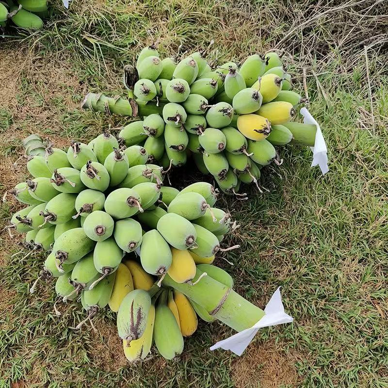 正宗苹果蕉大果肥大饱满香蕉新鲜5斤自然熟当季水果粉蕉小米芭蕉-图0