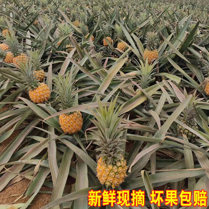 徐闻香水菠萝10斤装当季水果新鲜凤梨整箱包邮非泰国小菠萝-图1