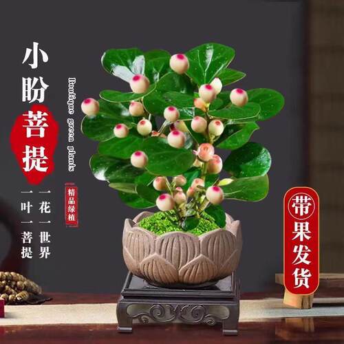 Tree basin with fruit, indoor decoration, old pile, Zen sty - 图0