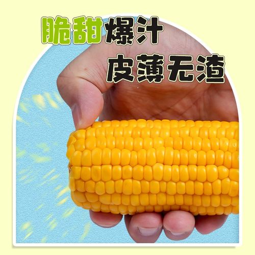 水果玉米开袋即食试吃两根头茬新鲜东北甜玉米真空装脆甜爆汁 - 图2