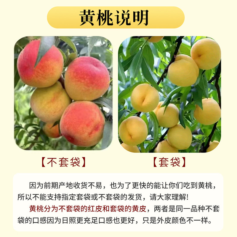 正宗砀山黄桃新鲜大桃当季现摘脆软甜蜜桃黄肉毛桃子时令水果整箱
