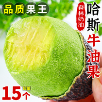 Hasu butter fruit 15 loaded fresh fruit avocado fruit when season ready-to-eat baby covets large fruit pregnant woman