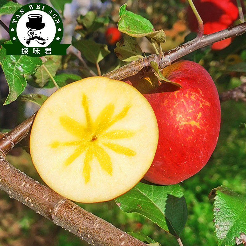  探味君苹果