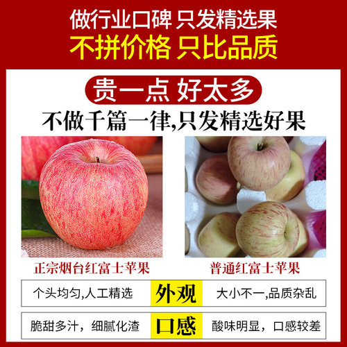 正宗山东烟台红富士苹果新鲜水果应当季现摘脆甜栖霞苹果整箱包邮 - 图2