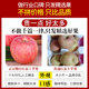 Authentic Yantai Red Fuji Apples