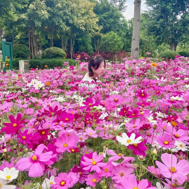 波斯菊花种子格桑花种籽子七彩四季播种开花庭院室外易活野花种子-图0