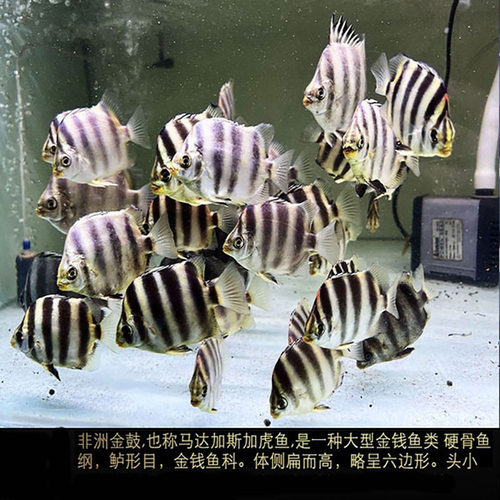 金鼓鱼群游室内中型混养观赏鱼活体淡水银鼓鱼多纹碟金线鱼热带鱼 - 图0