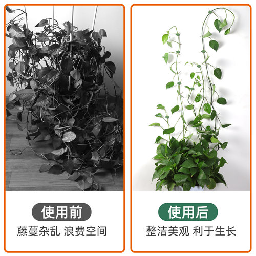 亲居绿萝绿植爬墙无痕家用免打孔攀爬藤蔓植物墙上挂钩卡扣固定扣 - 图0