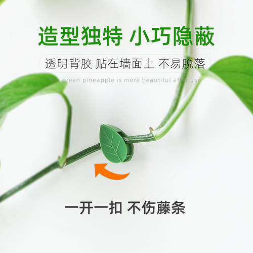 亲居绿萝绿植爬墙无痕家用免打孔攀爬藤蔓植物墙上挂钩卡扣固定扣 - 图3