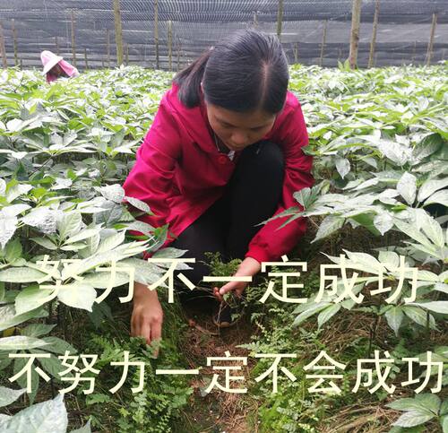 云南文山春三七特级20头30头60头40头田七正品非野生磨超细粉500g - 图2