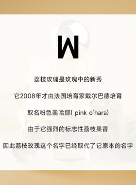 【粉荔枝鲜花同款香】超高性价比