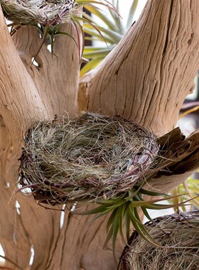 速发 草编花窝鸟巢燕窝鸟器户外园拍花园装饰艺摄道具手工