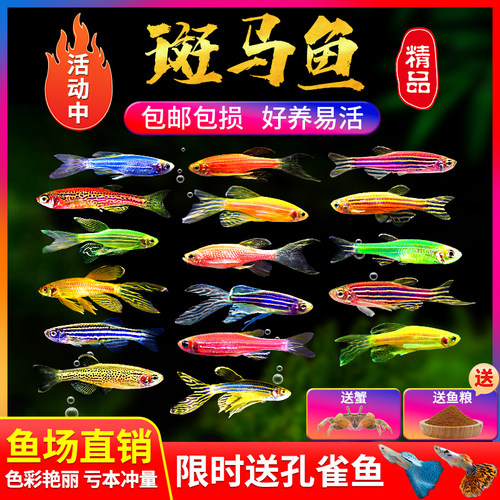 小型热带鱼观赏鱼灯科鱼鱼群游鱼活体鱼红斑马鱼蓝斑马冷水鱼活体 - 图1