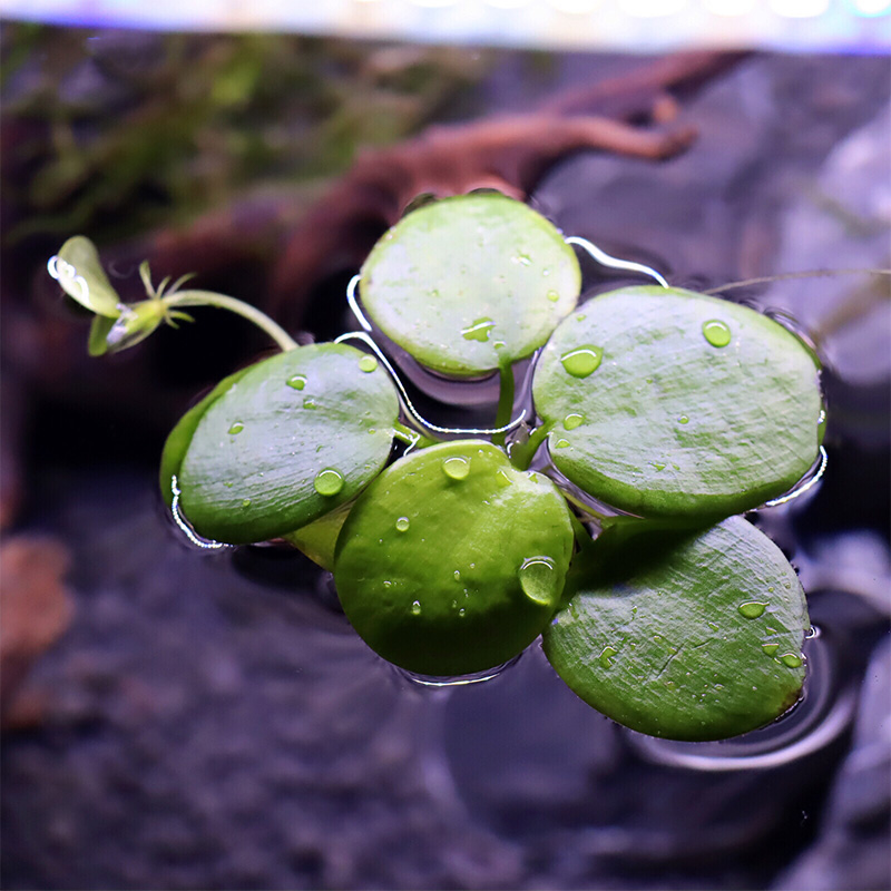 鱼缸造景肚兜浮萍水草圆心萍槐叶萍水边水草活体植物造景装饰真品 - 图1