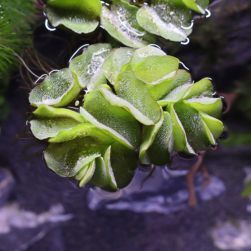 鱼缸造景肚兜浮萍水草圆心萍槐叶萍水边水草活体植物造景装饰真品 - 图2