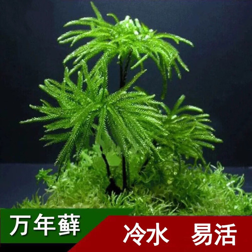 鱼缸水草鱼草万年藓水草活体耐活耐低温苔藓鱼缸水族箱生态瓶造景 - 图0