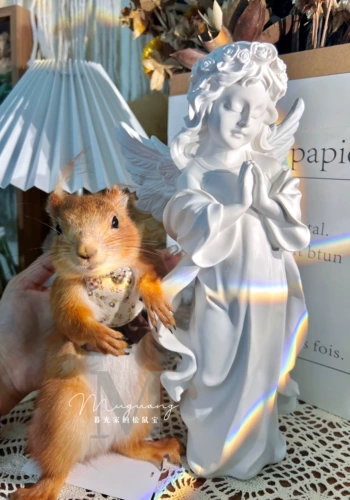 Белка, Тимон, Сурикат, Сурикат, Куница, Декоративная грудь и спина, Тяговая веревка вперед-назад, Юбка на грудь и спину для пары, Бесплатная доставка