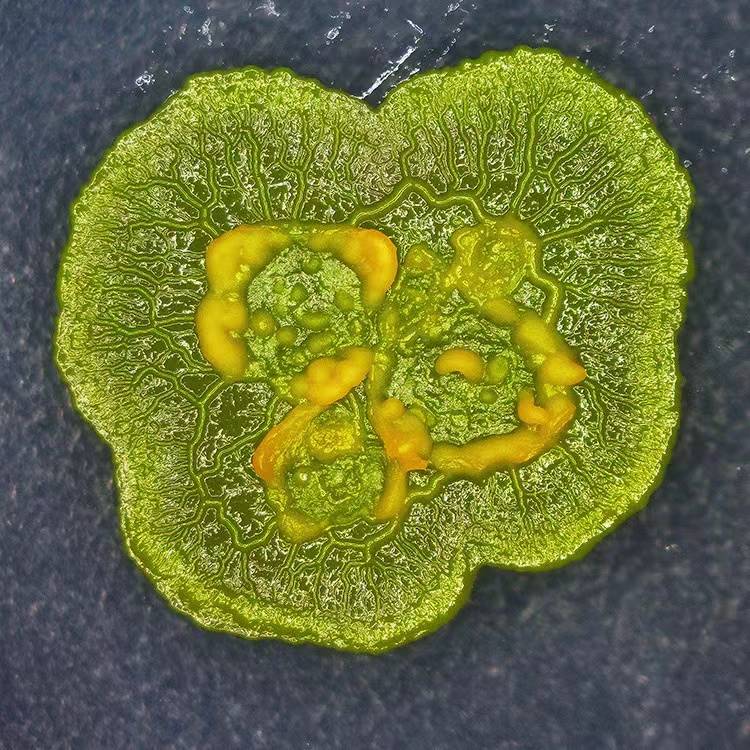 黏菌宠物菌种菌核史莱姆小之微多头绒泡菌学生实验好养小宠物活体 - 图2