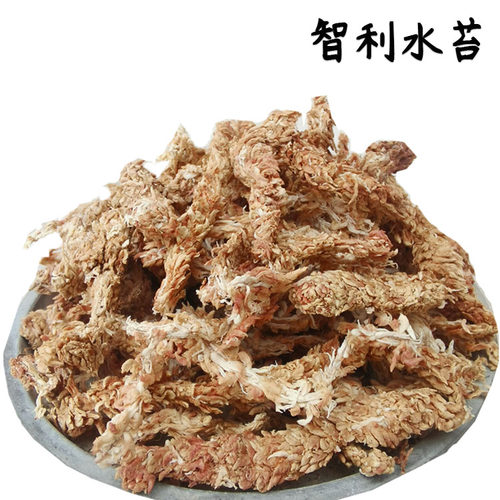 智利力进口毛毛虫水苔7星干水苔藓蝴蝶兰兰花土食虫植物乌龟冬眠 - 图3