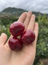 Zhengzong Sichuan Hanyuan Chelong Centiver Should Season Fruit Now Off