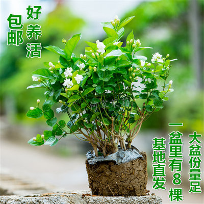 何家茉莉花盆栽花苗观花叶植物花卉盆栽驱蚊室内阳台庭院四季绿植 虎窝淘