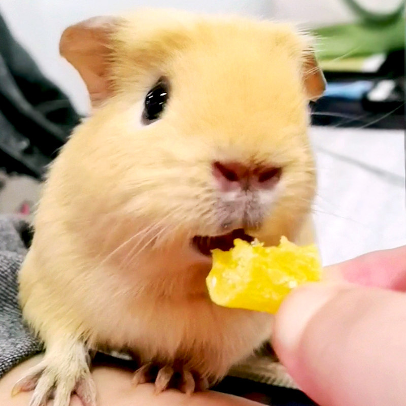 Jolly菠萝干仓鼠零食兔粮龙猫豚鼠天竺鼠荷兰猪饲料小宠食物,淘宝优惠券,粉丝福利购,淘宝优惠卷