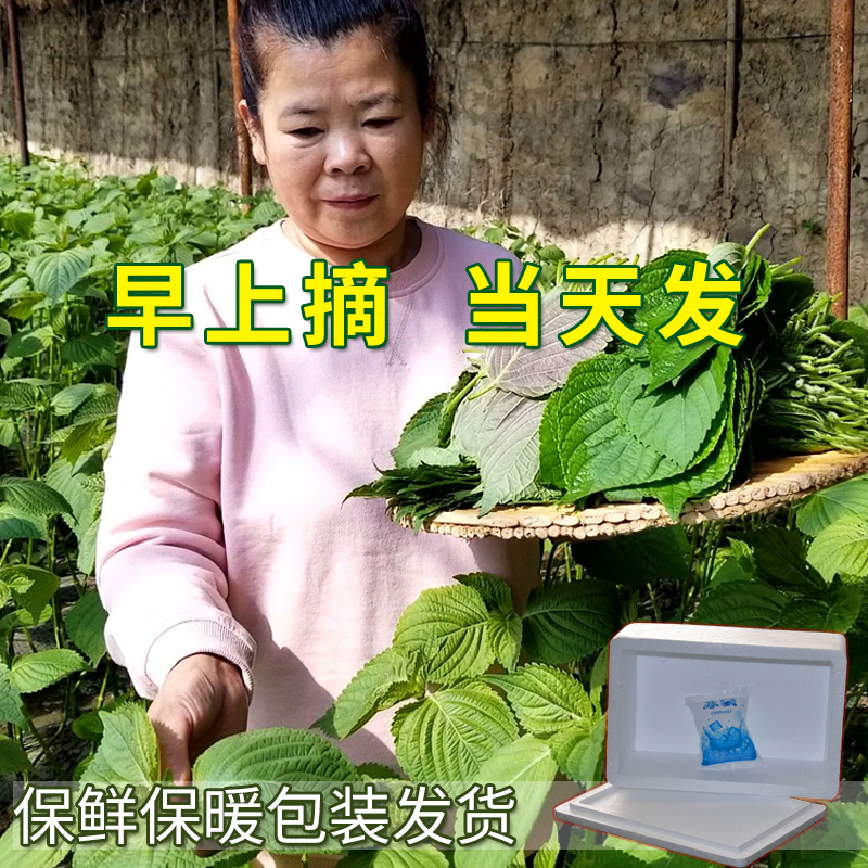 苏子叶包烤肉大叶鲜苏叶新鲜紫苏叶食用绿色蔬菜鲜叶菜东北蘸酱菜-图2