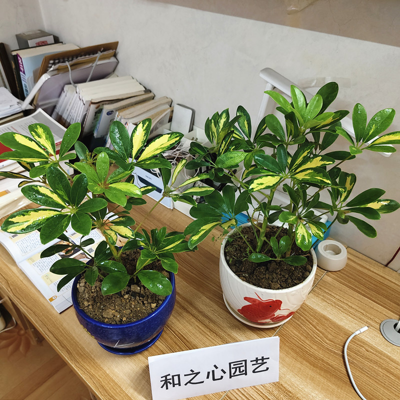 黄金鸭脚木八方来财黄金叶招财树花叶鸭脚木绿植盆栽七叶莲吸甲醛,淘宝优惠券,粉丝福利购,淘宝优惠卷