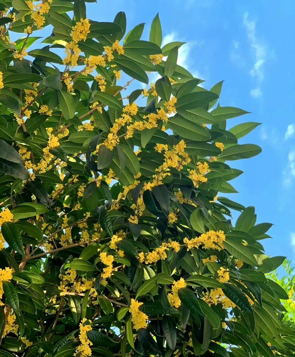 桂花树苗庭院桂花盆栽室内绿植浓香型盆景四季桂花树植物月桂盆栽 - 图1