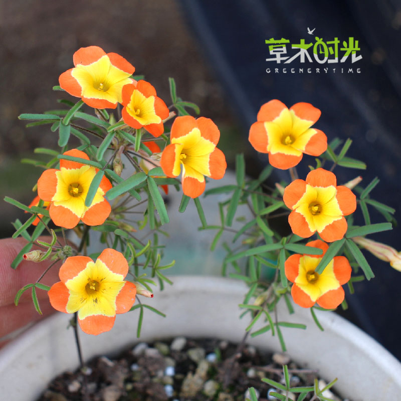 早花秋植酢浆草oxalis Yael三色肾酢多年生种球现货秋季播种-图1