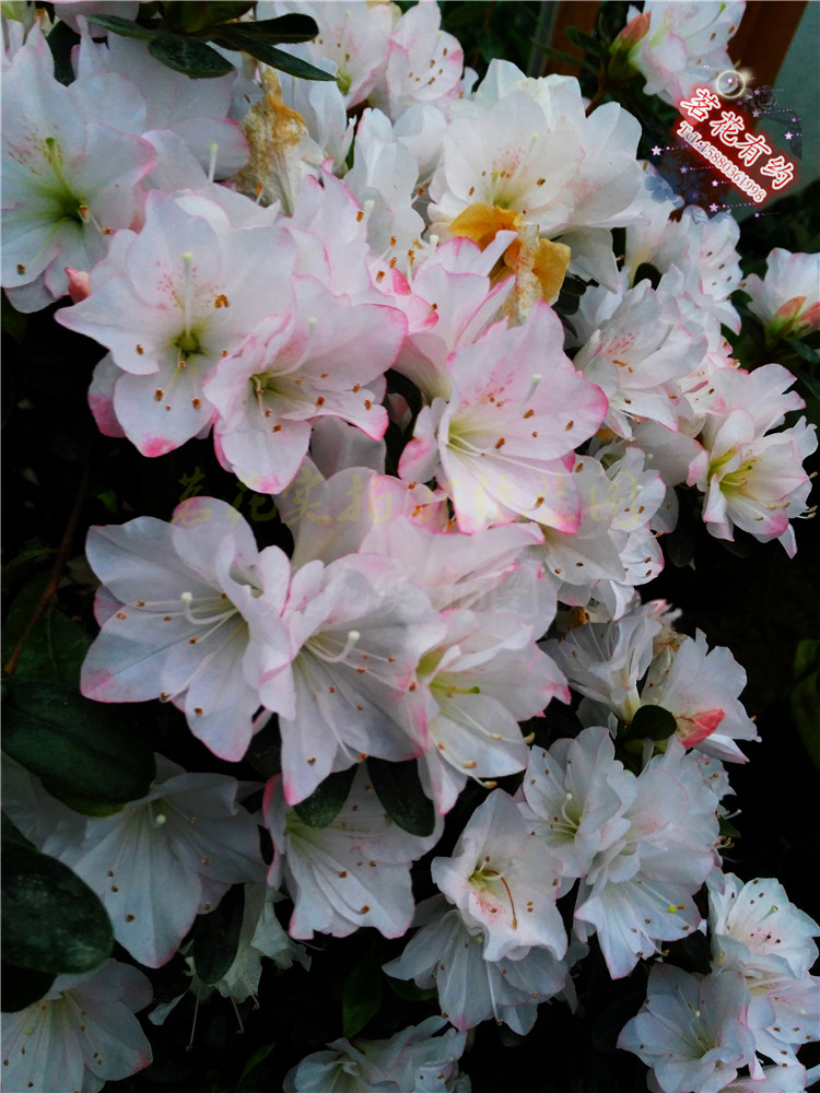 包邮陶菊茹杜鹃花盆栽稀缺品种东鹃庭院窗台绿植木本花卉直销 茗花有约 淘优券 包邮陶菊茹杜鹃花盆栽稀缺品种东鹃庭院窗台绿植木本花卉直销 茗花有约 淘优券