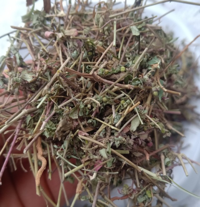 中药材地锦草小飞扬草奶汁草红莲草斑雀草天然纯新货铁线草-图0