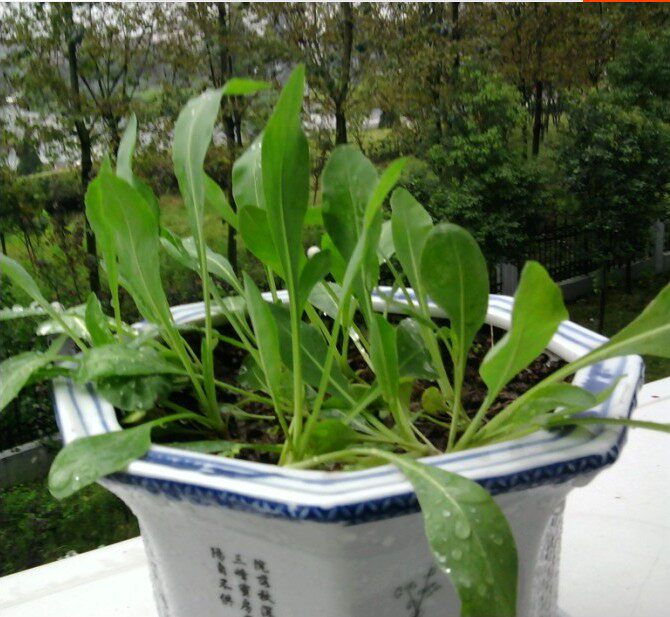 新疆乌斯玛草种子乌斯曼生眉草籽奥斯曼种籽浓眉乌发增长睫毛