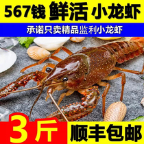 Hubei Subriver Little Lobster 567 Money 3 catty of fresh aquatic hemp Spicy Garlic Butter Braised Shrimp Edible Clean Water Live Shrimp